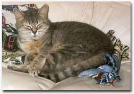 Gatita