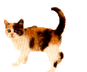 Calico Kitty