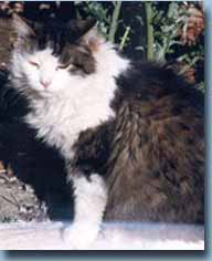 Puffy