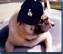 Odie