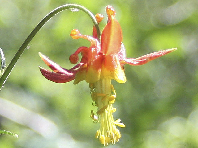 Red Columbine