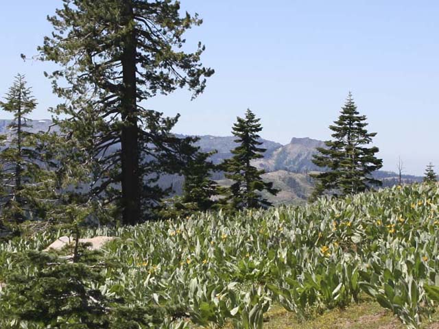 Meadow of Mule's Ears