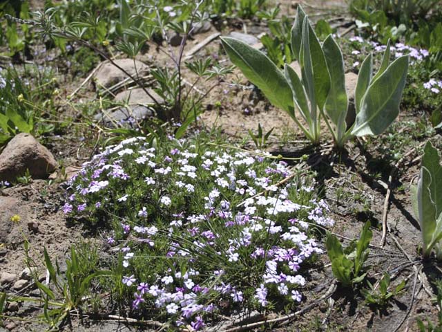 Purple Wildflowers