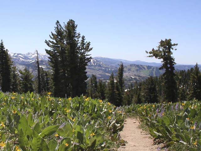 Meadows, Pines, and Peaks!