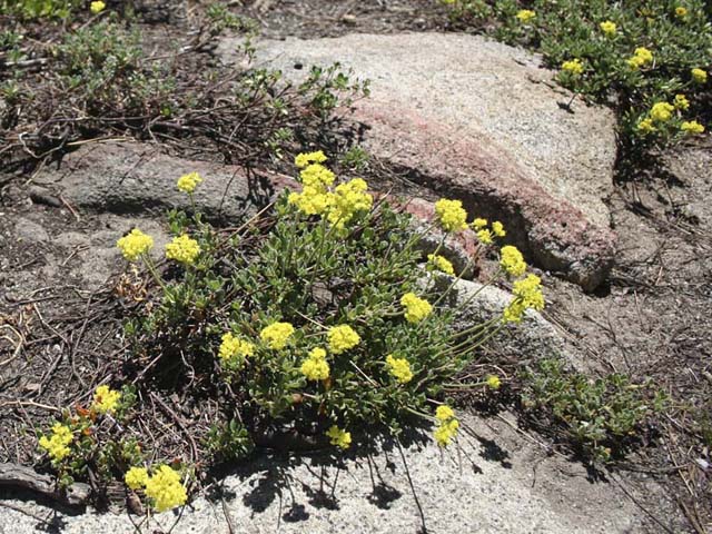 Yellow Flowers