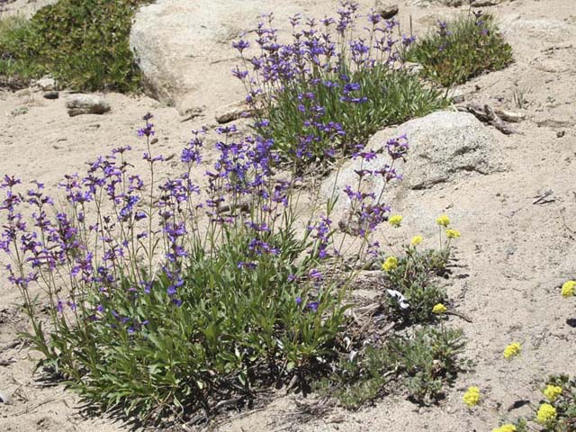 Lavender Wildflowers