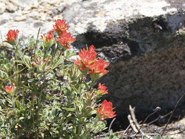 Orange Flowers