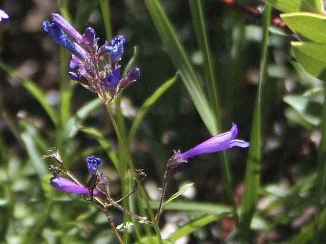 Anyone Know the Name of this Flower?