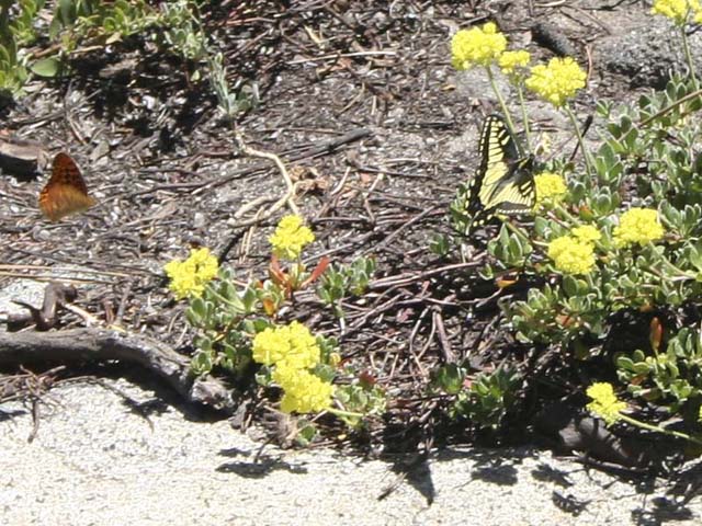 Two Butterflies