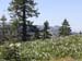 Meadow of Mule Ears