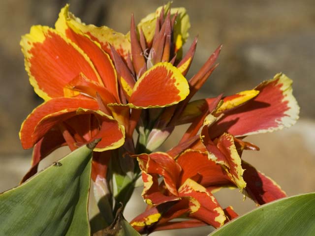 Local Flora
