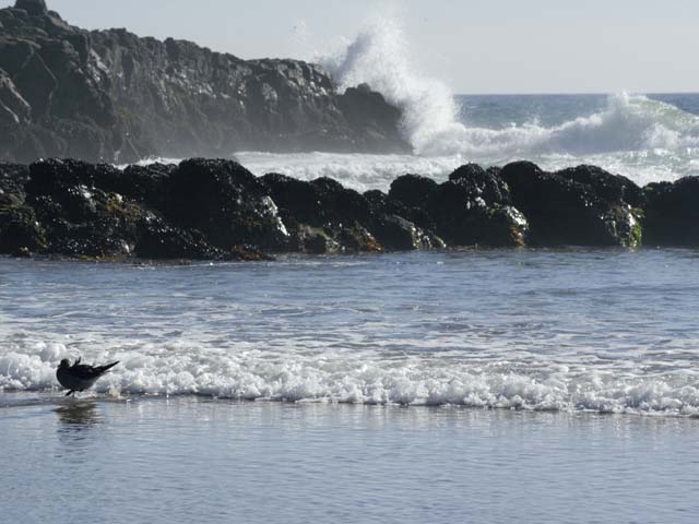 Bird Enjoying the Surf