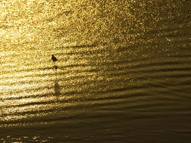 Liquid Gold