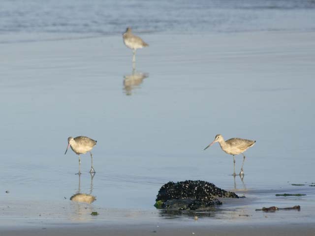 Sandpipers