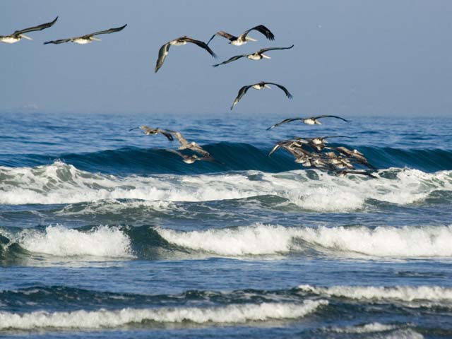 Pelicans Retreat