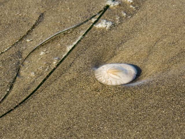 Sand Dollar