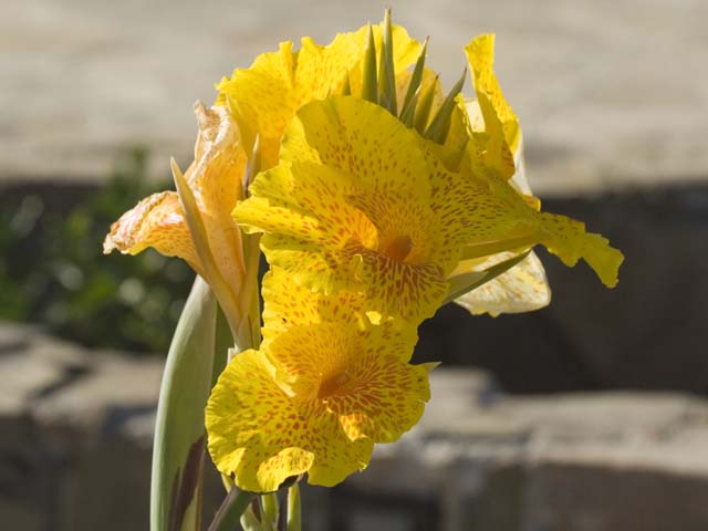 Yellow Flower