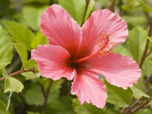 Pink Hibiscus