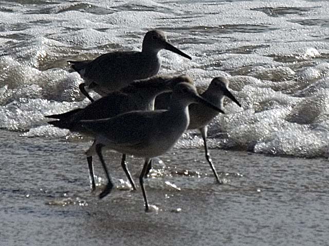 Fine Feathered Friends