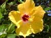 Yellow Hibiscus