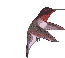 Hummer