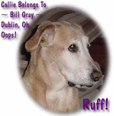 Callie - Dublin, Oh