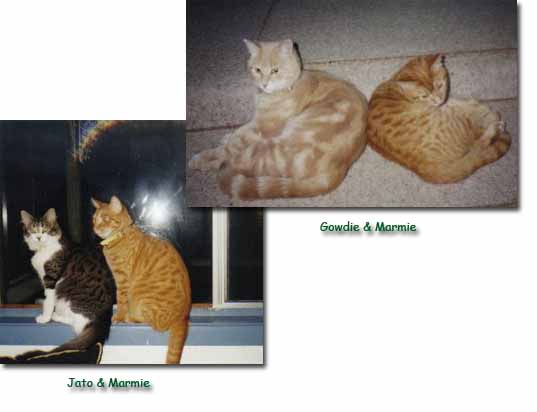 Gowdie, Marmie, and Jato - owned by the McCallums