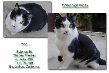Yinn belongs to Charles and Tom Thurber and lives in Escondido, California